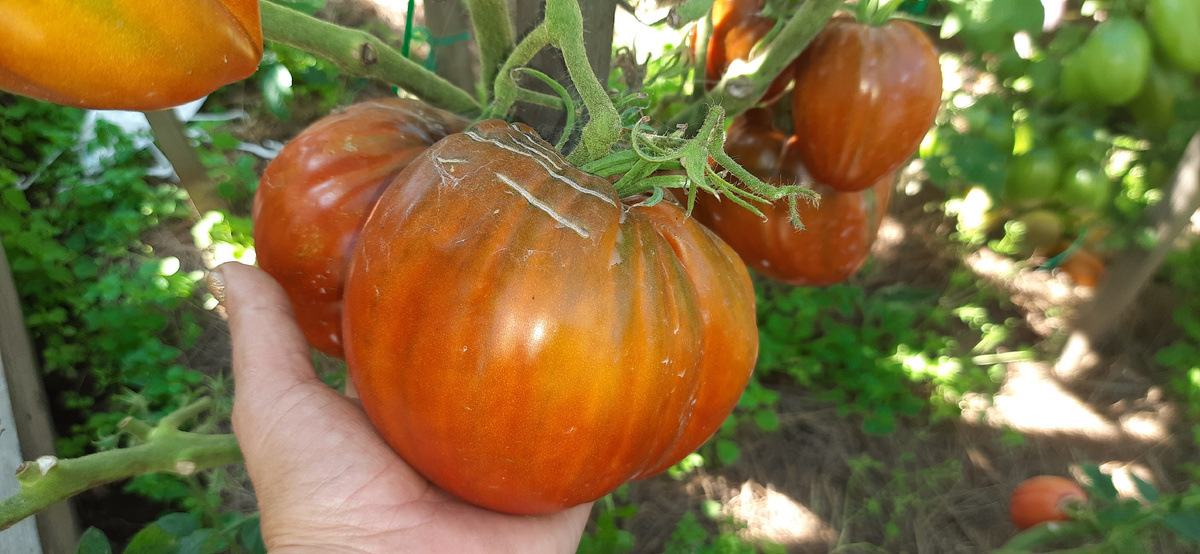 Большой черный волонтёр