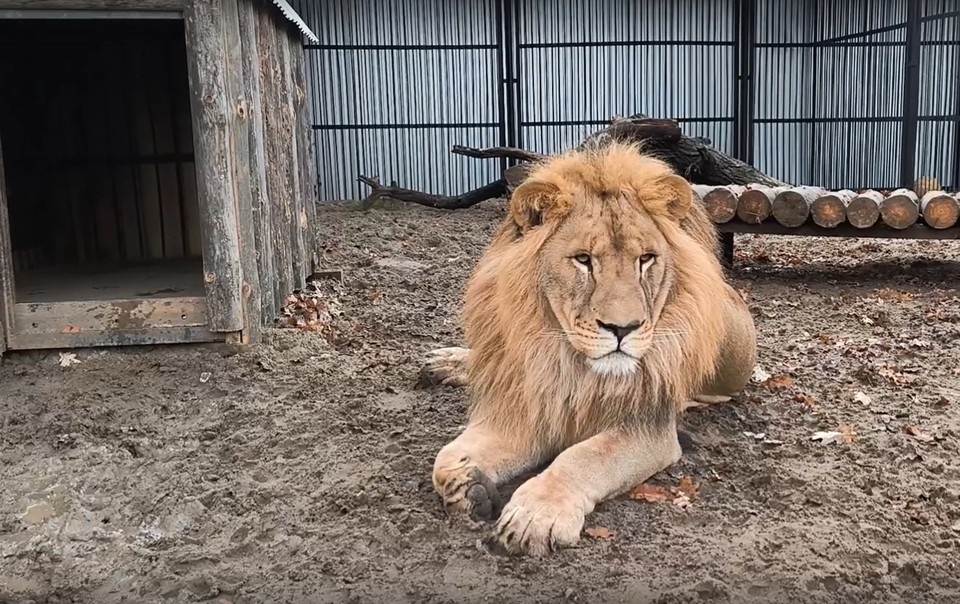    В новом вольере Алтая есть укрытия, лежаки и игрушки скриншот видео