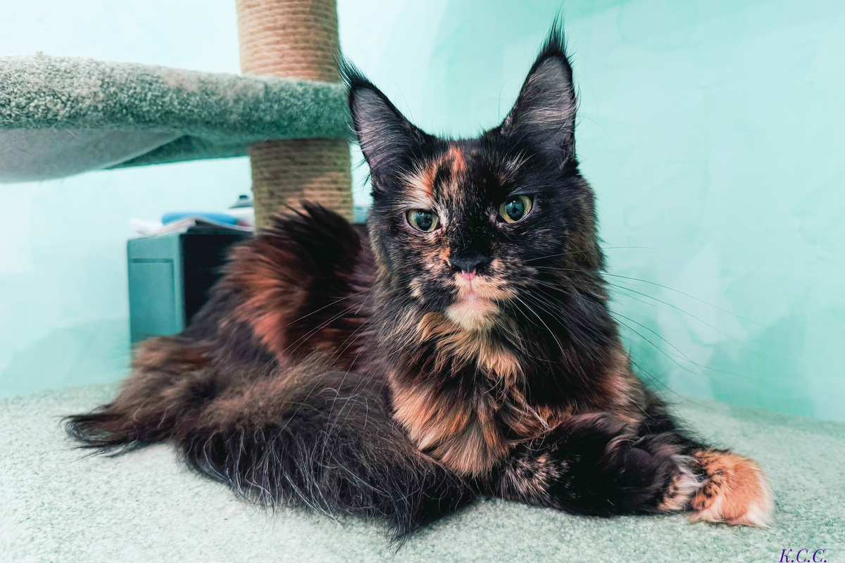 Мейн-Кун, полидакс, фото автора