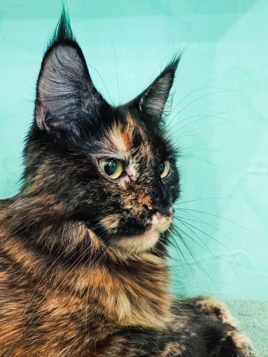 Мейн-Кун, полидакс, фото автора