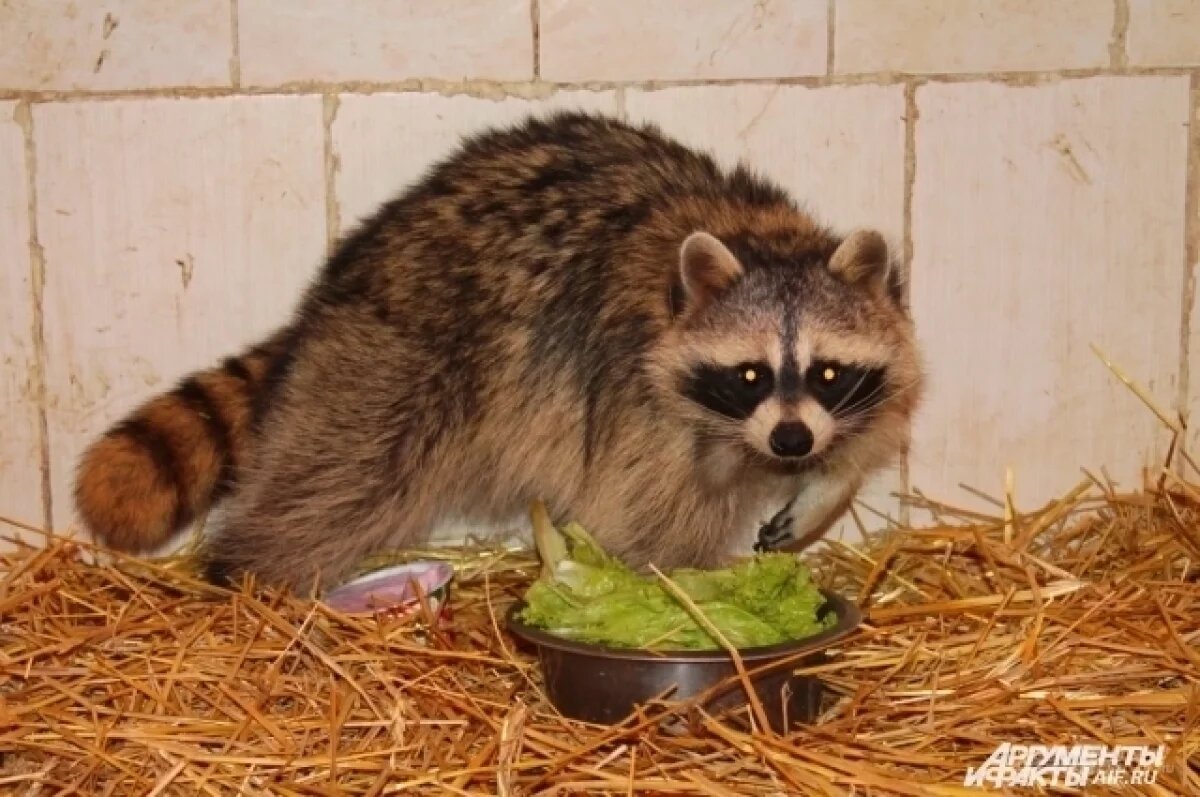    Енот, которого держали на цепи, адаптировался к новой жизни в Челябинске