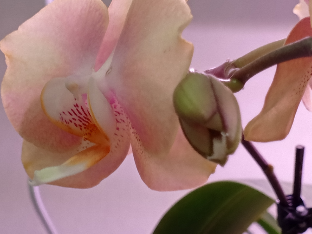 Какой то бутончик полураскрытый