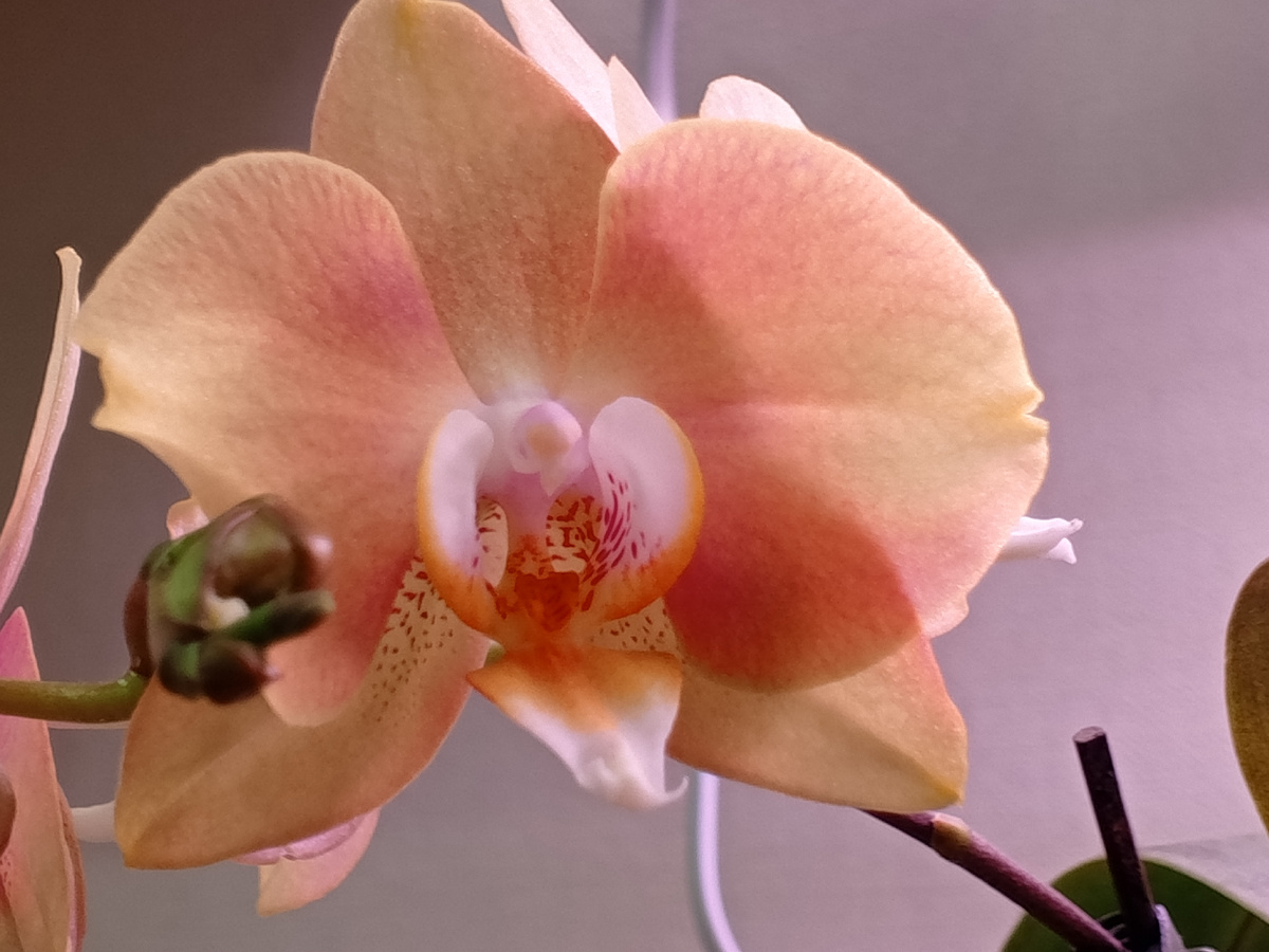 Только что расцвел соседний бутон - без погрызов