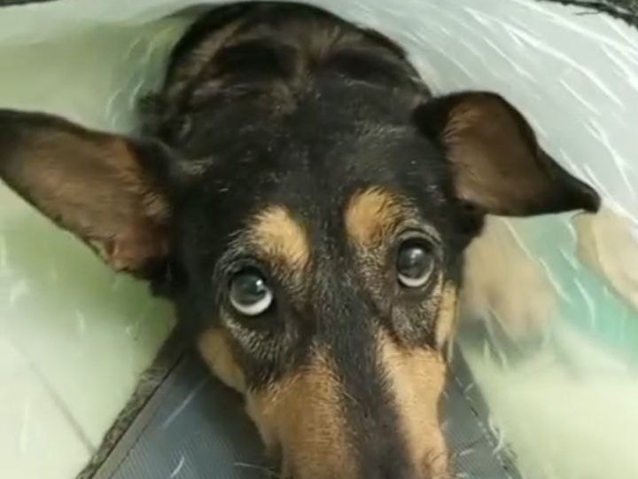 Помогите спасти Герду друзья