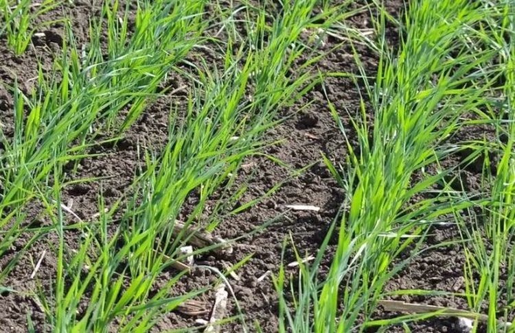    Фото: Служба по связям с общественностью филиала «Донецкий» Российского сельскохозяйственного центра