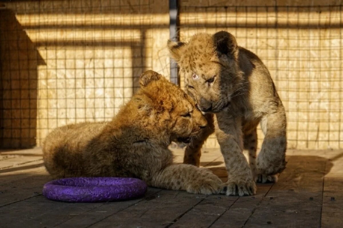   Волгоградские волонтеры пытаются спасти животных из зверинца в Дербенте