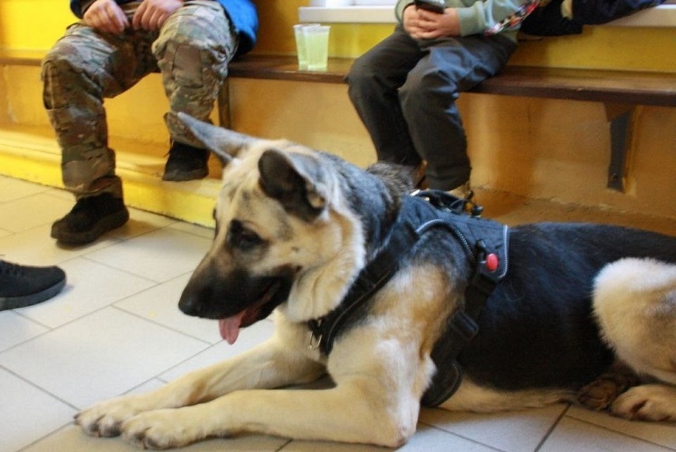    Вполне себе полноценный член поискового сообщества. Фото: VK|ВПСО Сова Тверь и Тверская область