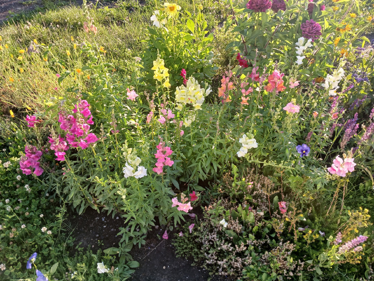 Львиный зев - низкорослый и высокорослый, в два ряда