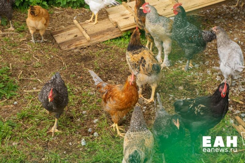    Фото: ЕАН / Курицы