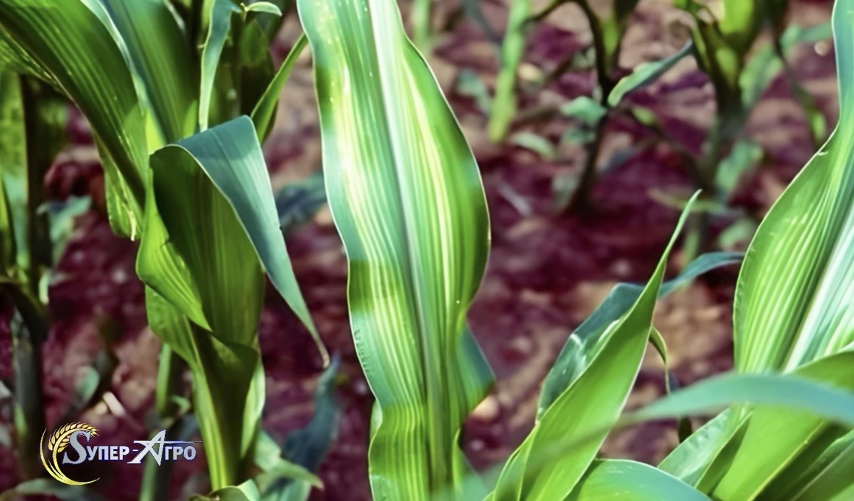 Дефицит цинка на кукурузе