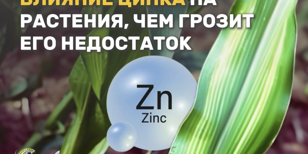 Влияние цинка на растения, чем грозит его недостаток