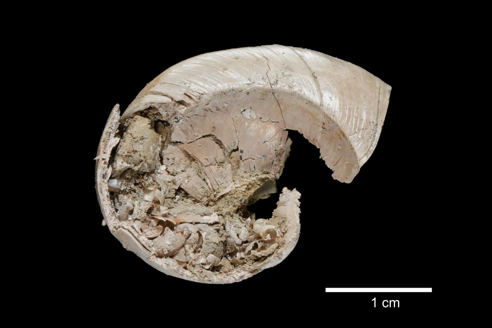     Фото: Chia-Hsin Hsu et al./ Geodiversitas, 2025