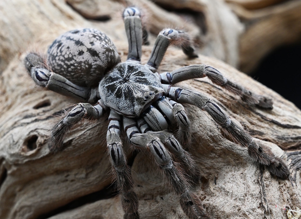 Паук-птицеед крупным планом