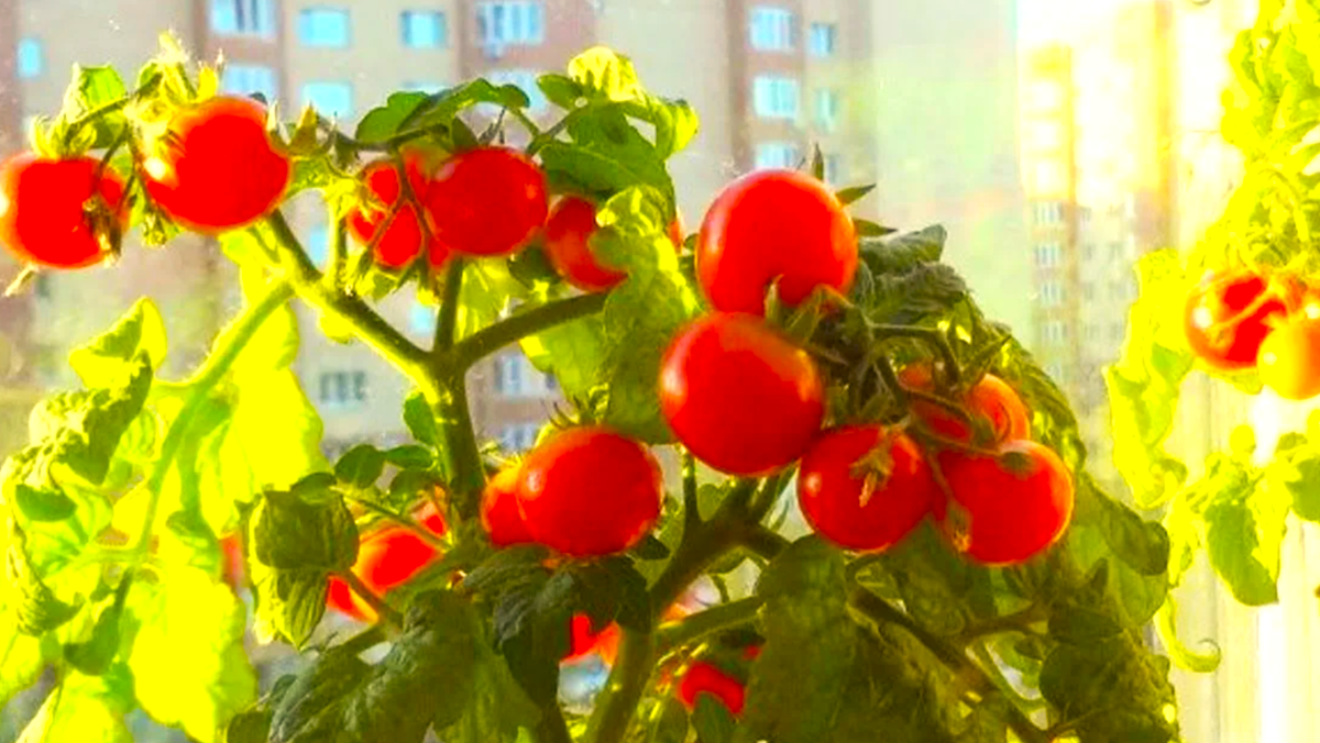 выращивание томатов на подоконнике в домашних условиях