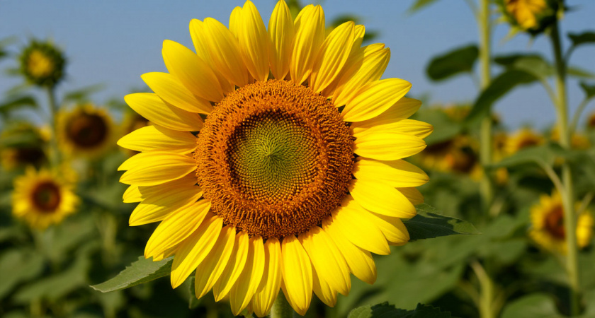    Больше 20 тысяч тонн подсолнечного шрота отправлено в Беларусь из Волгограда