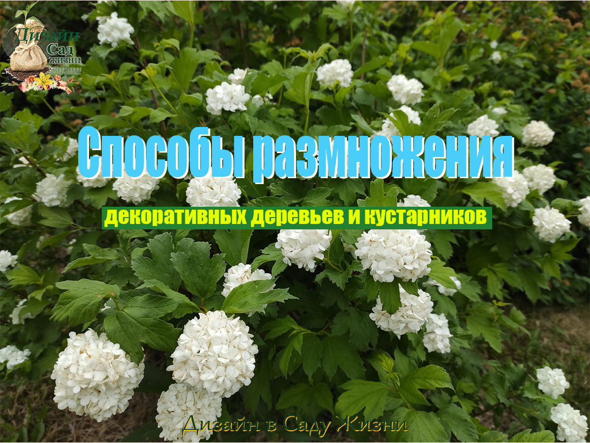 Способы размножения декоративных деревьев и кустарников