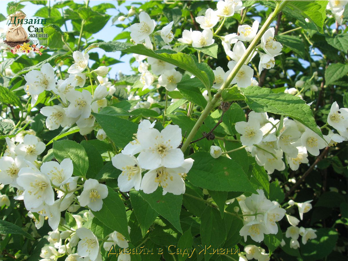 Способы размножения декоративных деревьев и кустарников