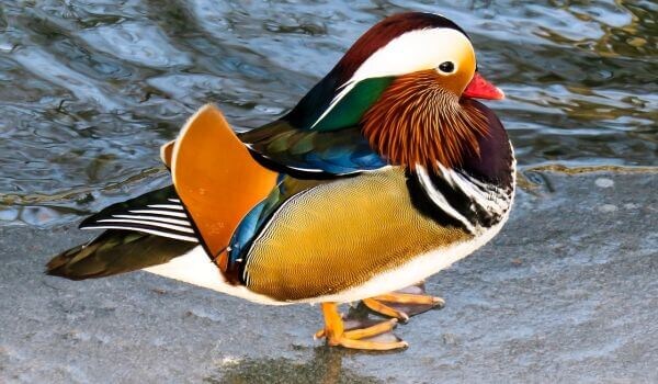 Невероятная палитра природы в одной птице. Знакомьтесь, утка-мандаринка!