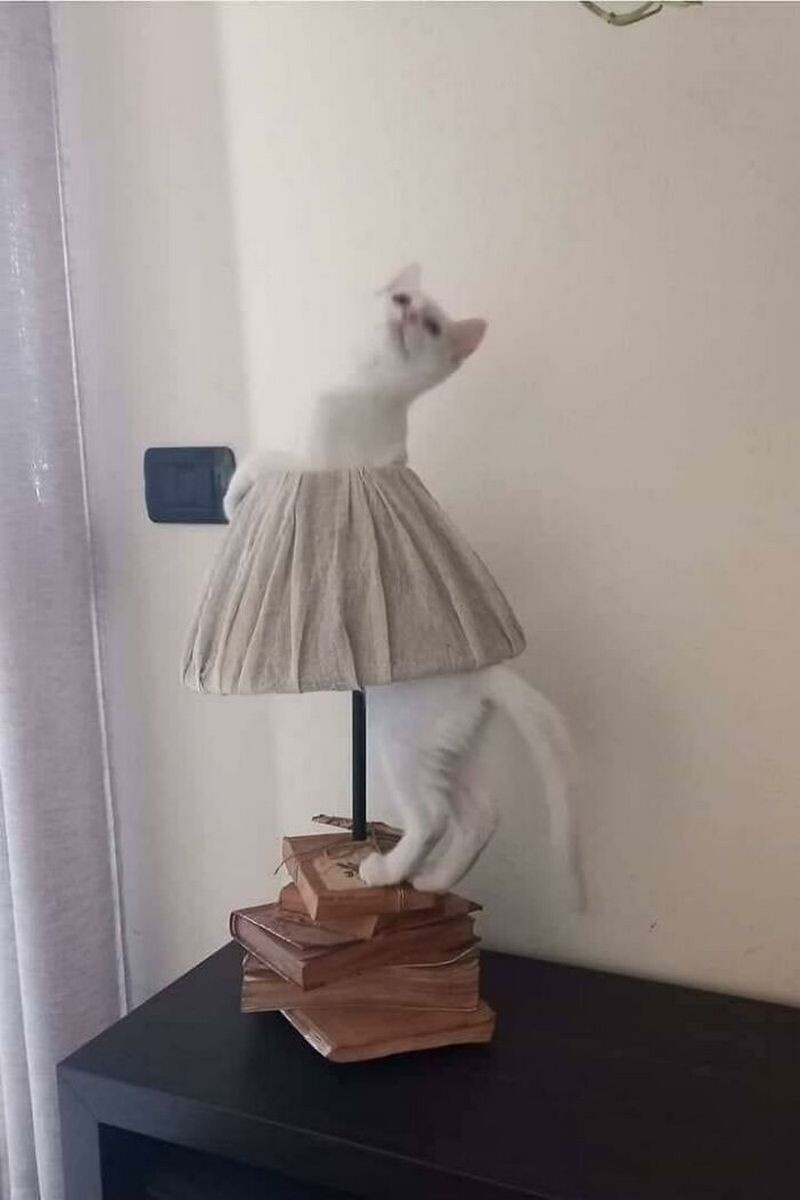    15 доказательств того, что коты ― лучшие работники планеты