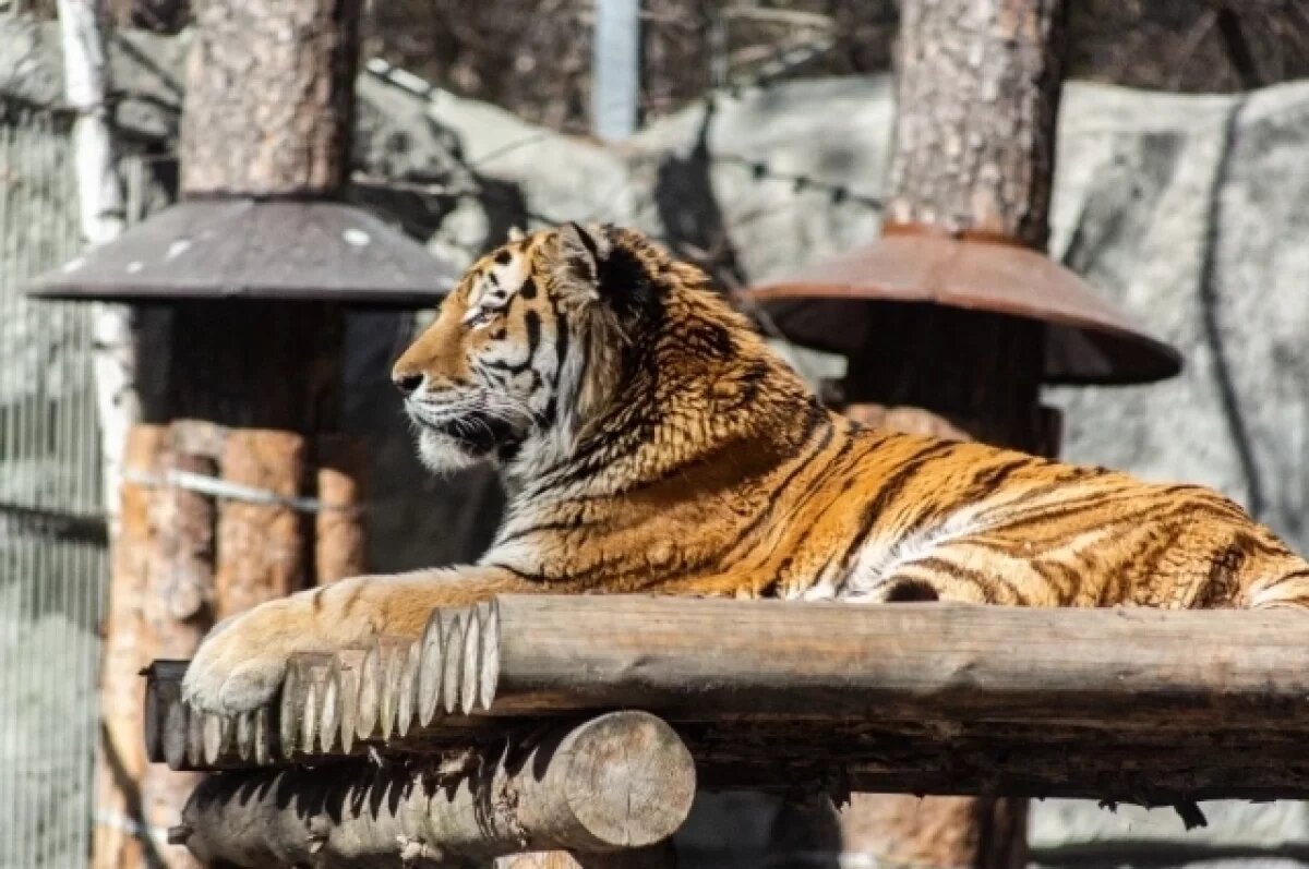    В Новосибирском зоопарке скончался амурский тигр Максимус