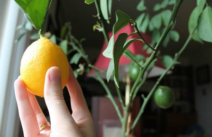 Наш тропический друг - комнатный лимон.