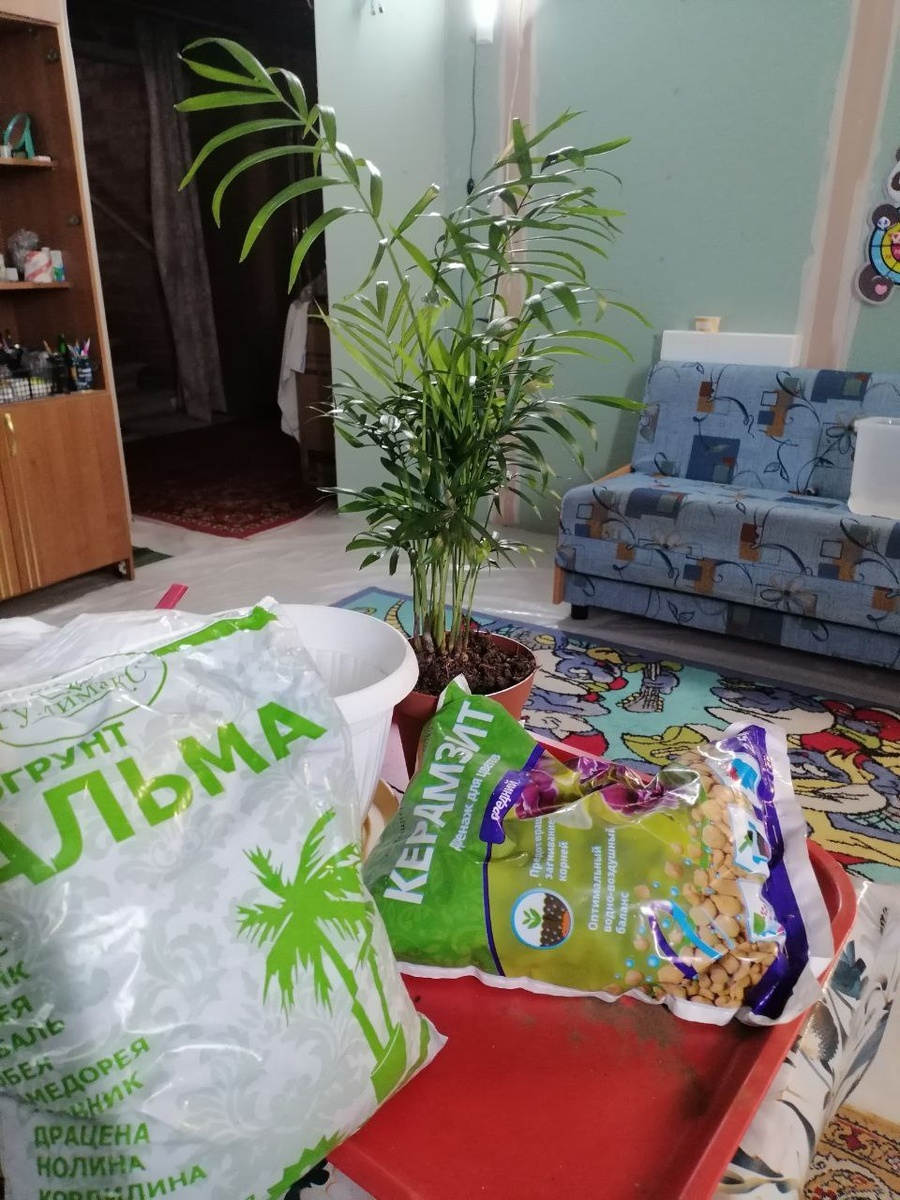 Все, что нужно для пересадки пальмы!