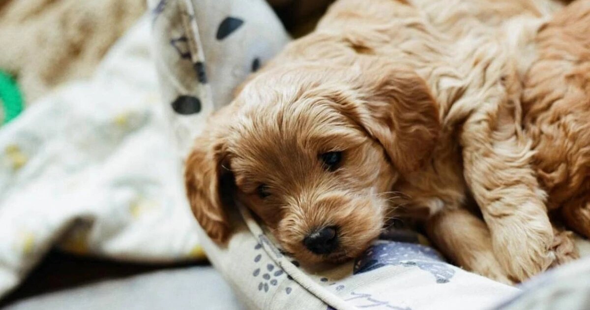 Фото: Brett Durfee / unsplash