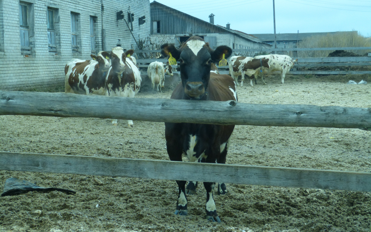    фото: © Столица на Онего