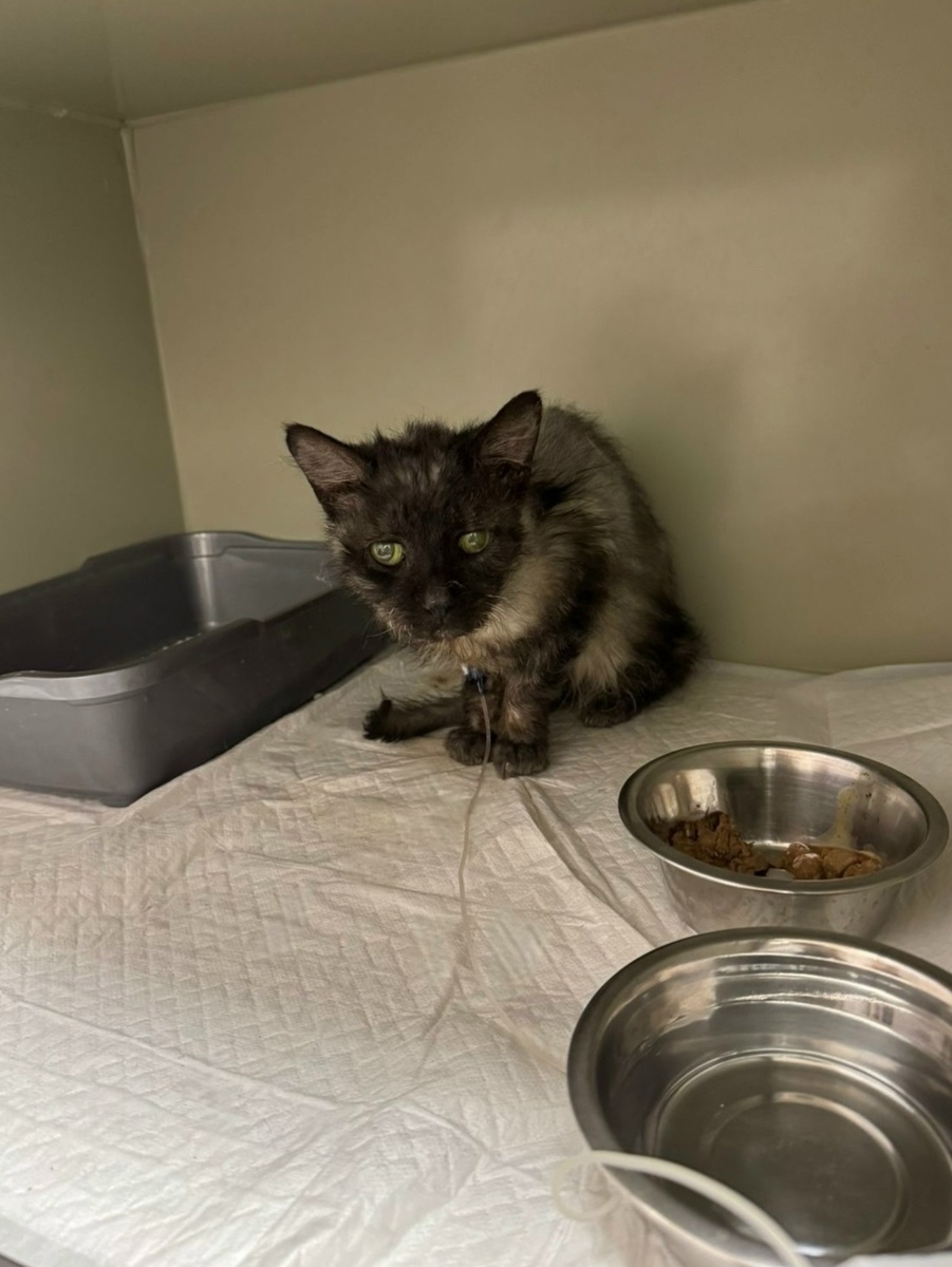 Фото Базиля из больницы. Сейчас он дома