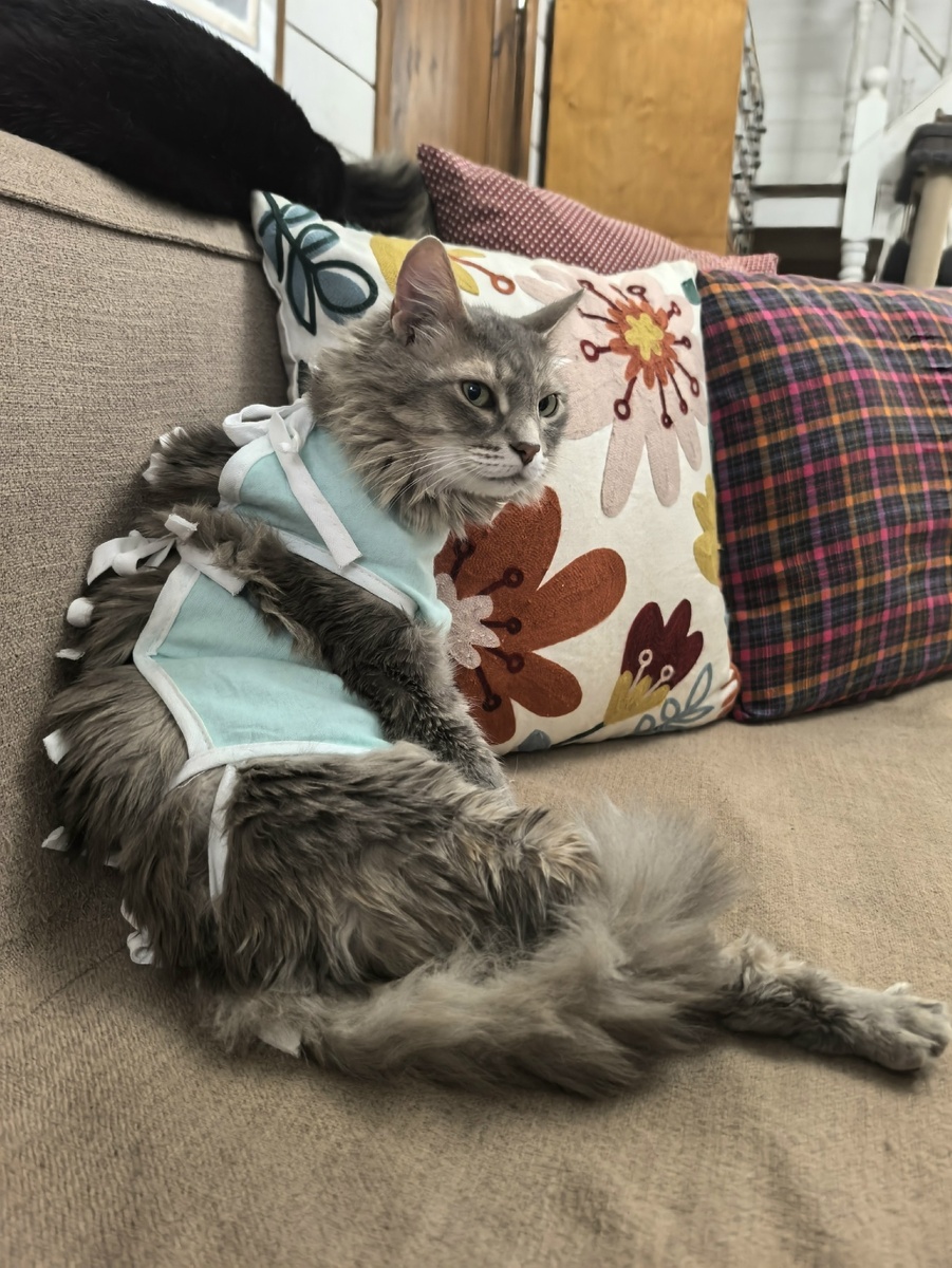 А у Фриды всё наоборот. Это недельное фото, когда она была дома, а сейчас она в больнице, сегодня её забирать, а платить нечем