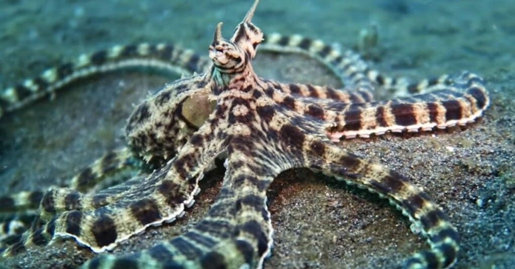 Thaumoctopus mimicus