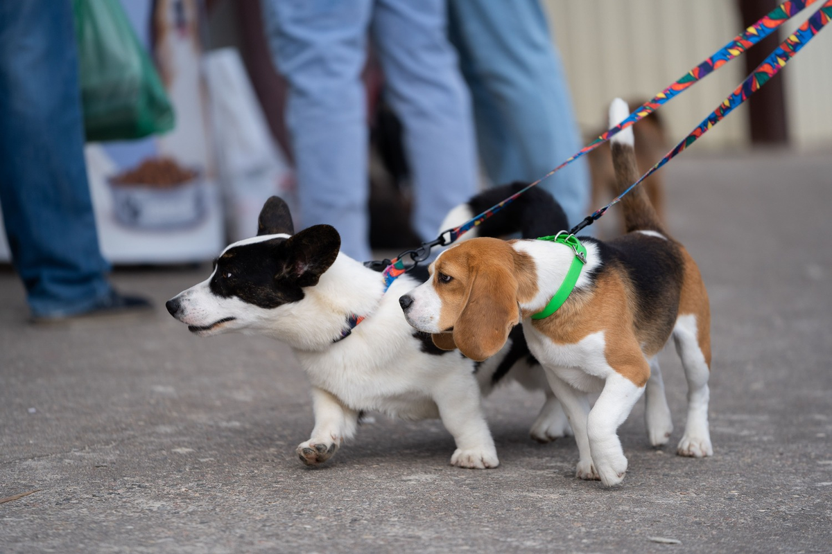 Фото: Александр Плонский / «ВиЖ»
