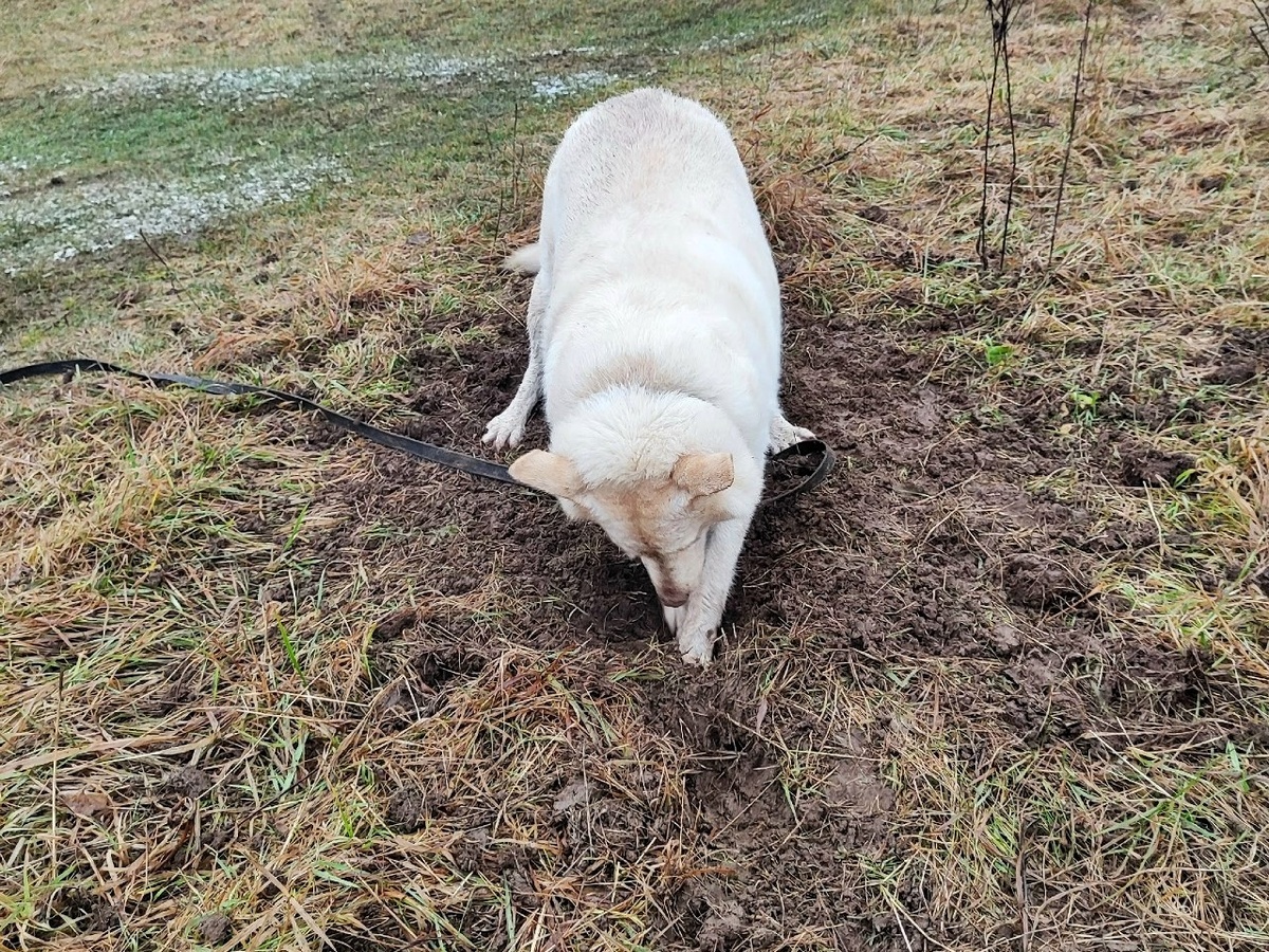 Не иначе, клад! Деньги для приюта добывает)))