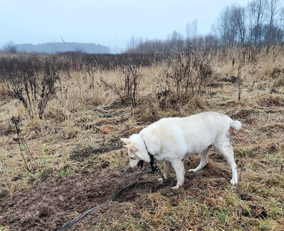 Не там ищешь, Мила, ищи в Дзене!