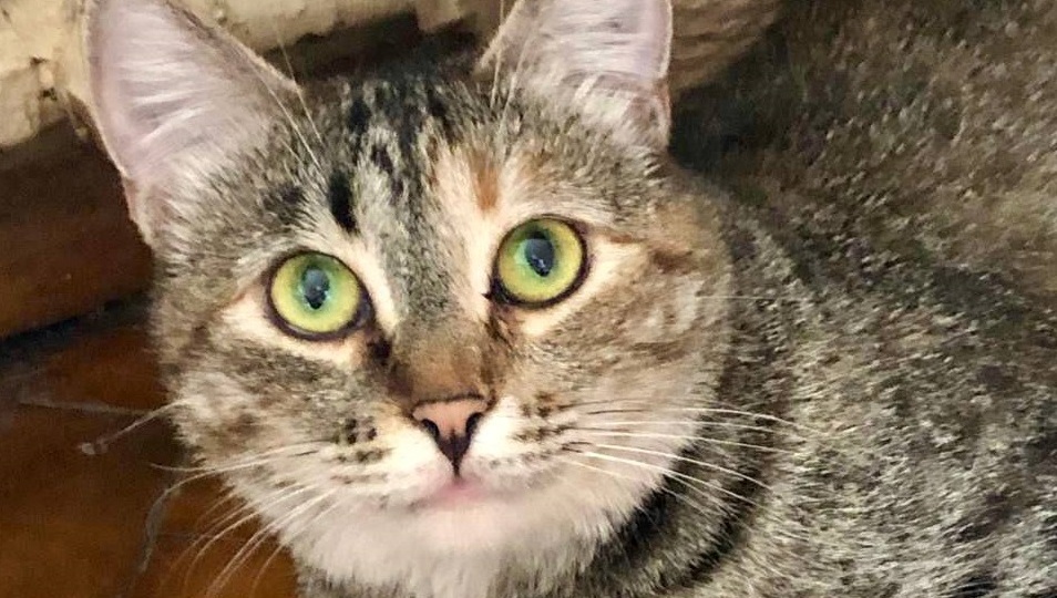 Куку спасли из гаражей. На вид обычная, в сердце - самая любящая, в доме - самая идеальная! Забирайте скорее🙏