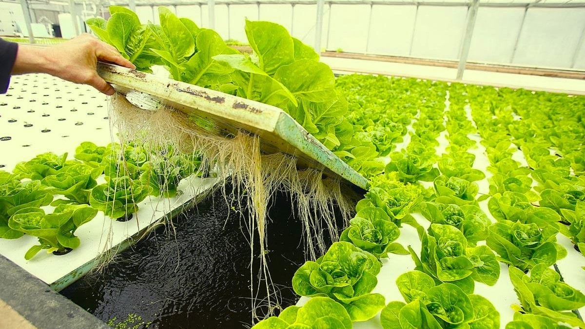 промышленная теплица на гидропонике