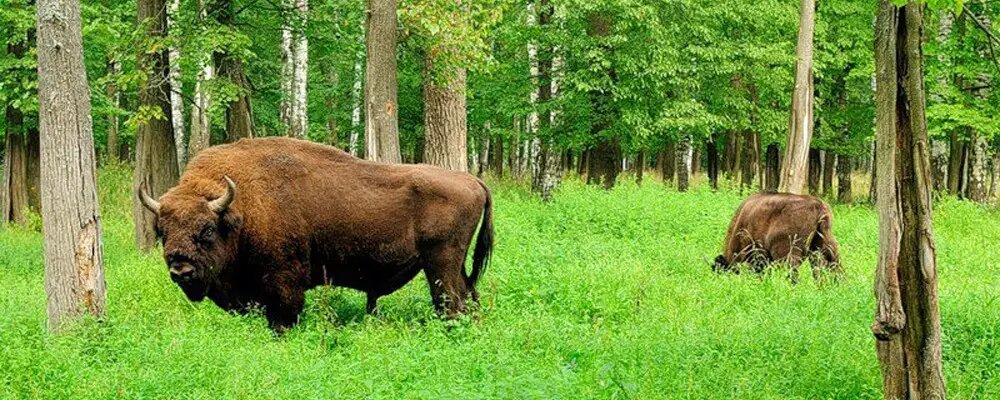 Его мощь и спокойствие завораживают.