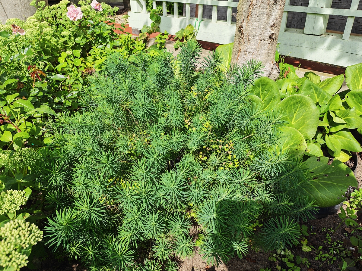 Этим летом под каштаном. 