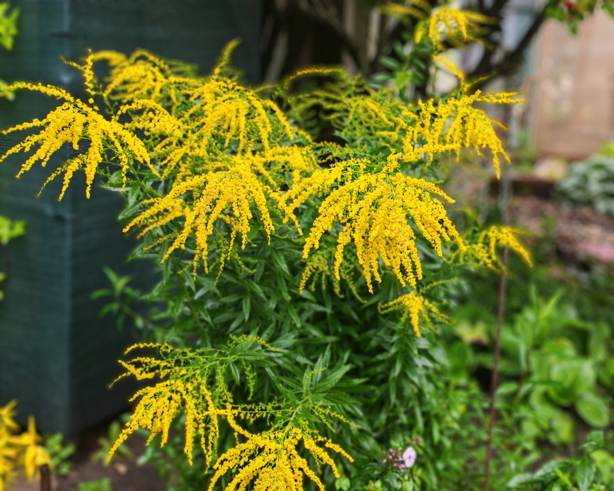 Особенно не рыпается в стороны. Растёт в нескольких местах сада.