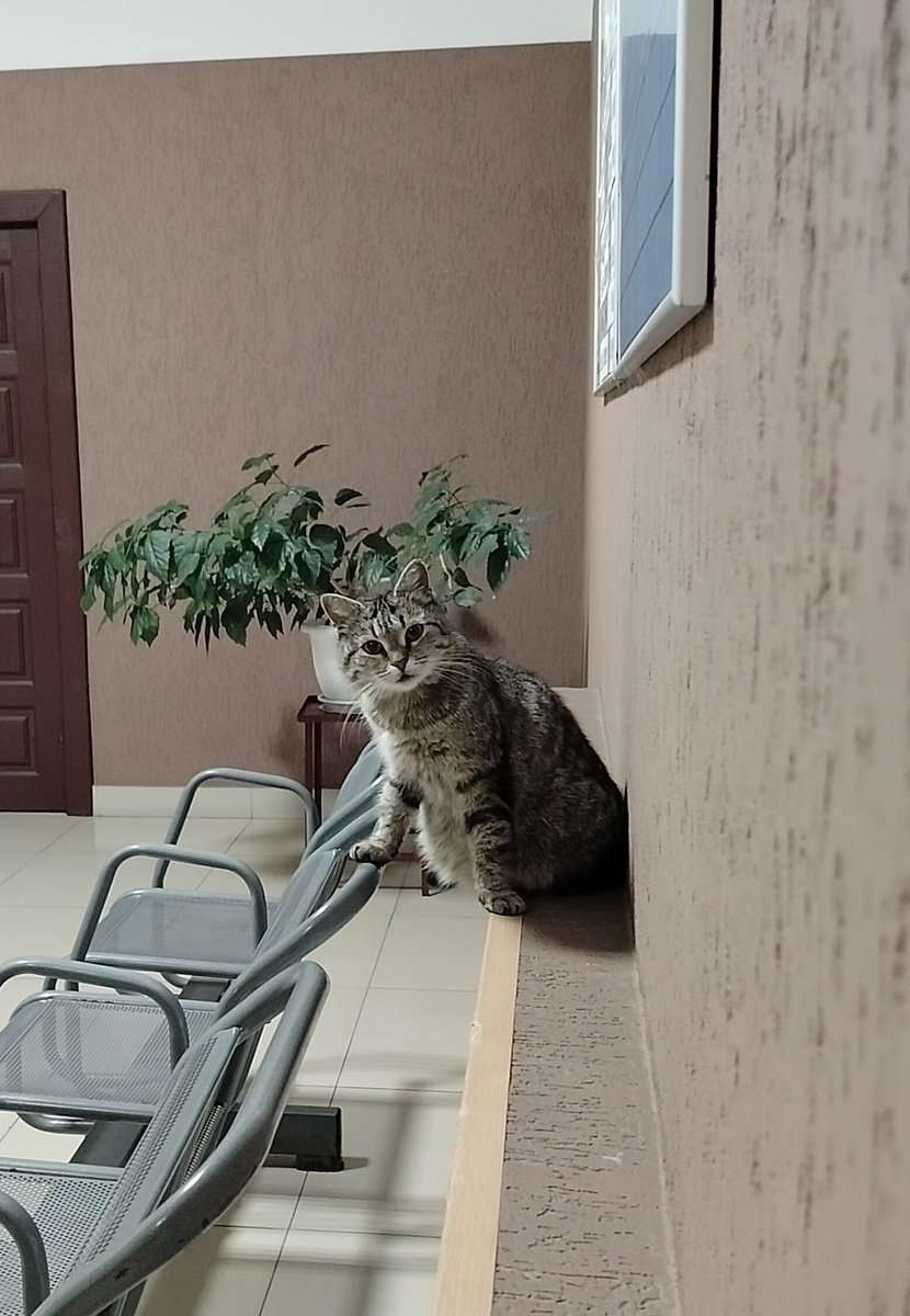 "Вы куда? А меня погладить?"