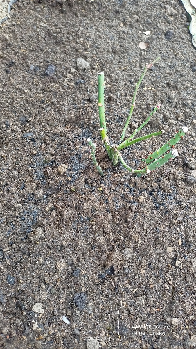 Фото автора. Розы ждут зиму