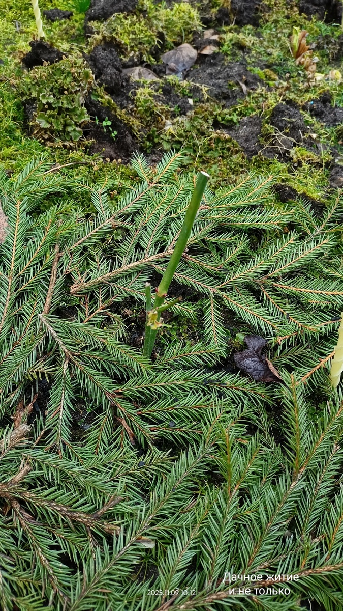 Фото автора. Моя выращенная из черенка роза