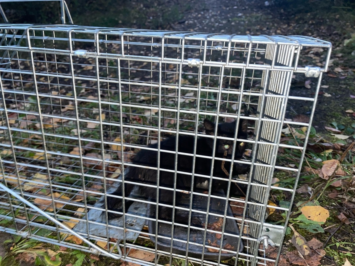 Первый трофей из нового помёта котят перструшки