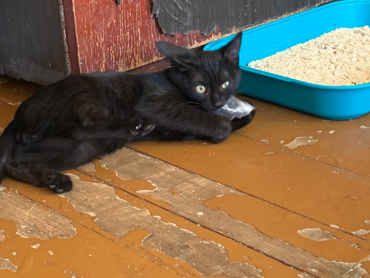 Тоша поймал игрушечную мышку