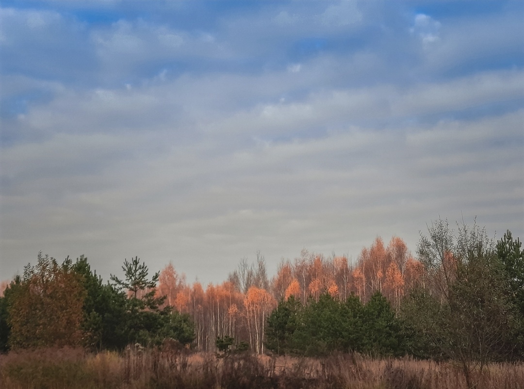 Осенний лес. Фото автора.