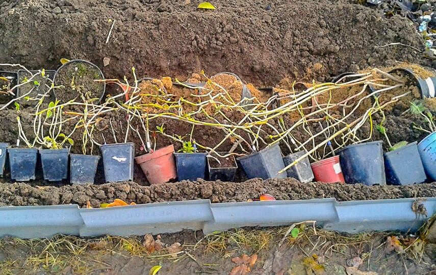 Прикоп растений на зиму: пошаговая инструкция для горшков, черенков и саженцев