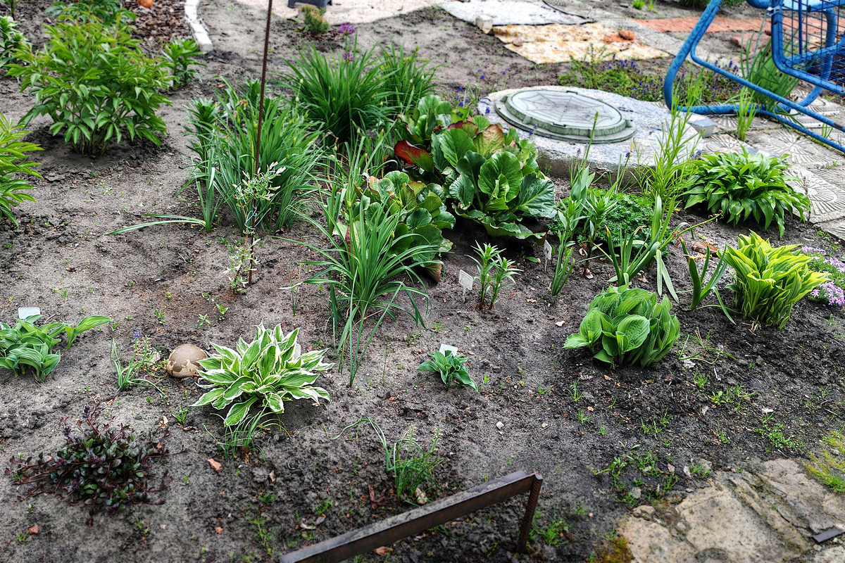 Начало мая. Цветут флоксы и живучки