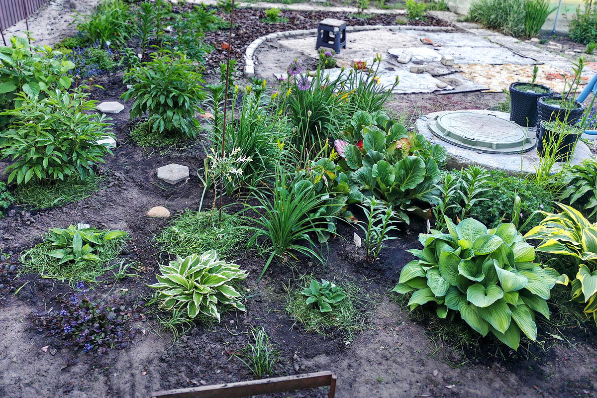 Конец мая. Зацветают аллиум и лилейник Миддендорфа