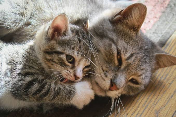 Почему породистые кошки более уязвимы