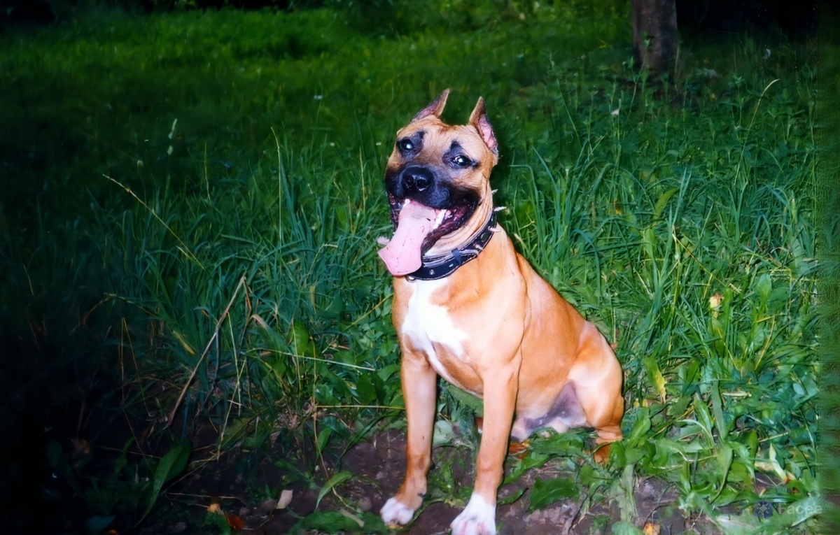 Знакомьтесь, Оникс - мой пёс